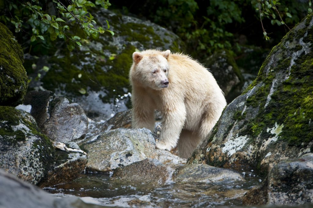 A Kermode bear on Gribbell Island, Great Bear Rainforest in British Columbia, Canada. (Credit: www.nickgarbutt.com/Barcroft Media/Getty Images)